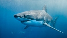 Great white shark stalking the East Coast spotted near New Jersey, Carolinas