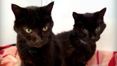21-year-old cat brothers receive hundreds of adoption applications in UK