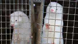 Denmark plans to kill up to 17 million farmed mink due to coronavirus mutation