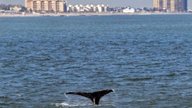 Young whales looking to dine flock to waters off NYC