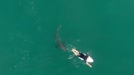 Pro-surfer in Australia has close call with 'dangerous shark,' closing beach