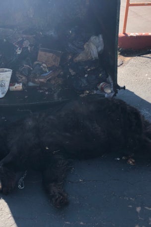 400-pound bear found HERE