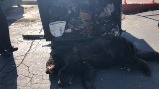Massive bear found in Colorado restaurant's dumpster euthanized