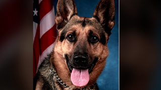 Police dog makes huge discovery in secret compartment of NYC apartment's bathroom