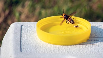 Search underway for murder hornets nest in Washington state