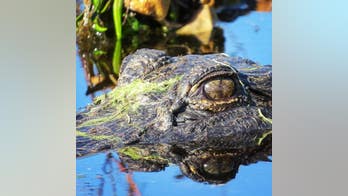 Large alligator climbs up Florida family’s door with belly pressed against glass; cat unimpressed