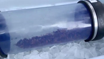 Operation eradicates first 'murder hornet' nest in US