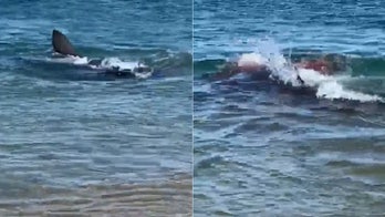 Great white shark devours seal, turns water bloody off Massachusetts beach