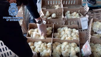 Shipment of 26,000 chicks found abandoned at Madrid airport; Spain's police investigating after 23,000 die