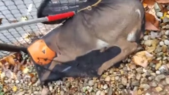 Deer with head stuck in plastic pumpkin rescued by New Jersey animal control officers
