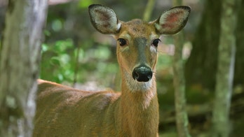 UK woman attacked by deer after attempting to feed animal during rutting season, photo shows
