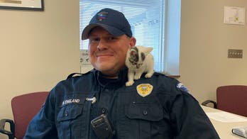 Stray kitten at airport named Boeing, adopted by safety officer