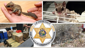 Florida wildlife investigators uncover flying squirrel trafficking ring: officials