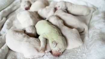 Puppy with green fur born in Italy, immediately named Pistachio: reports