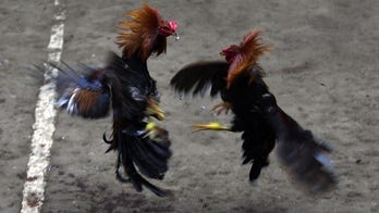 Police officer killed by cockfighting rooster's blade while breaking up match