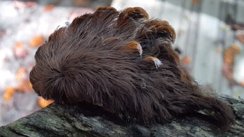 Hairy caterpillar with 'venomous spines' found in Virginia, prompting warning
