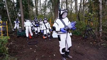 After eradicating first 'murder hornet' nest in US, scientists hunt for more