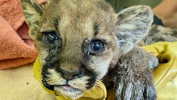 Badly burned young mountain lion cub rescued from California Zogg wildfire