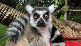 San Francisco Zoo offers $2,100 reward for missing lemur