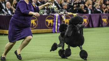 Coronavirus concerns delay Westminster Dog Show, event moves out of NYC