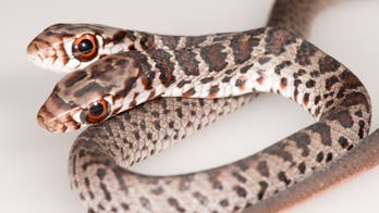 Rare 2-headed snake discovered by family’s cat in Florida