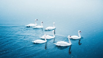 Florida city selling swans because of overpopulation