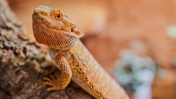 Bearded dragons linked to salmonella outbreak across 8 states, CDC says