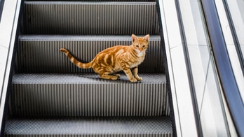 Clip of cat walking the wrong way down an escalator goes viral