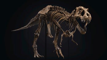 Enormous T. Rex skeleton sold at auction for $32M: 'One of the best specimens ever discovered'