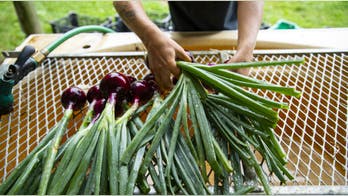 Oregon farmer baffles TikTokers who don’t know how agriculture works in the US
