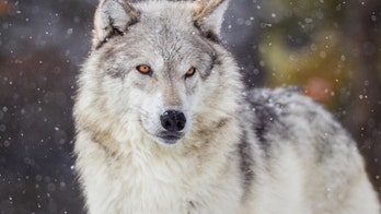 Michigan man who killed 18 wolves, 3 bald eagles loses hunting license for life