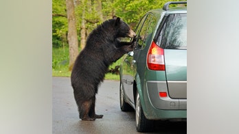 Bear steals food from car, leaves behind hair, muddy tracks