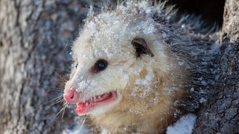 Rare hairless opossum dropped at wildlife center gets ‘winter wardrobe’ of sweaters to survive the cold