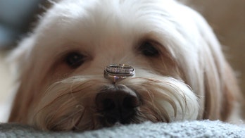 Dog eats woman's engagement ring during photo-op fail, alarming Reddit users