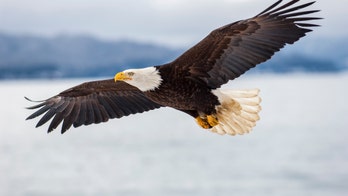Bald eagles kill 54 lambs on Idaho farm