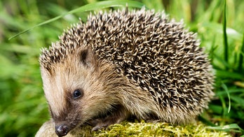 CDC investigating salmonella outbreak tied to pet hedgehogs