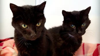 21-year-old cat brothers receive hundreds of adoption applications in UK