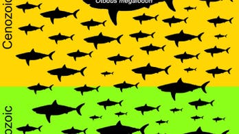 Megalodons may have become so massive because of 'cannibalistic' behavior before birth