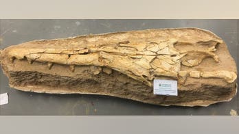 Sea monster with long snout and interlocking teeth discovered