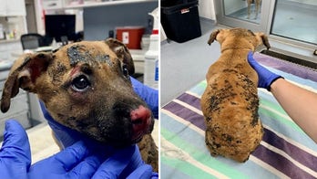 Caged puppy set on fire in Ohio park; authorities searching for suspect