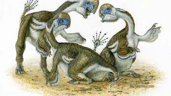 Bizarre-looking dinosaur looks like it's been crossed with a parrot: See the drawing