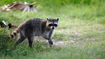 Massachusetts girl, 2, attacked by rabid raccoon: officials