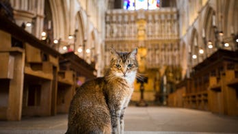 London cathedral honors beloved stray cat with memorial service