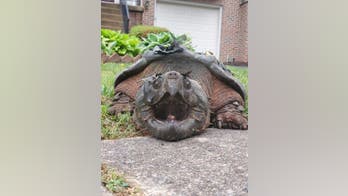 Massive ‘alligator snapping turtle’ shocked DC suburb residents