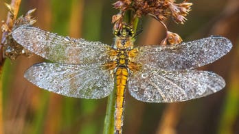Dragonflies with morning dew stuck to their wings captured in viral images