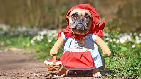 Halloween 2020: Google's Frightgeist study reveals top-trending costume ideas