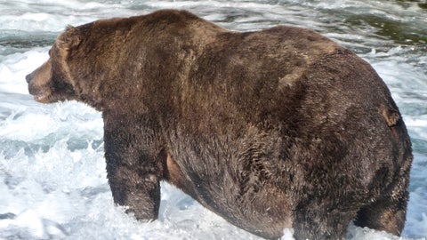 Winner of 'Fat Bear Week' competition crowned by Alaska national park