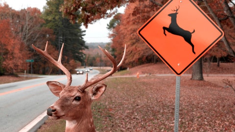 Boy, 8, shot in South Carolina deer hunting accident; officials investigating