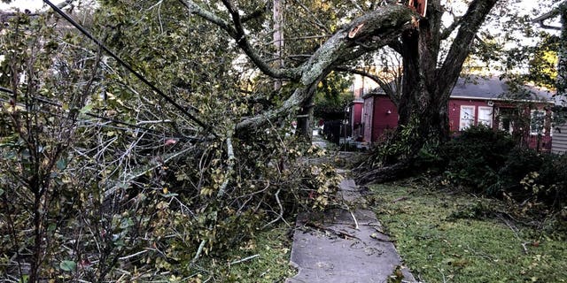 A large tree limb, which snapped as Hurricane Zeta moved through New Orleans, rests on power lines in the city's Carrollton neighborhood on Thursday, Oct. 29, 2020. (AP Photo/Kevin McGill)