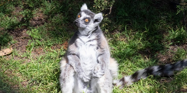 Maki, a 21-year-old ring-tailed lemur, was found safe after being stolen from the zoo overnight earlier this week.